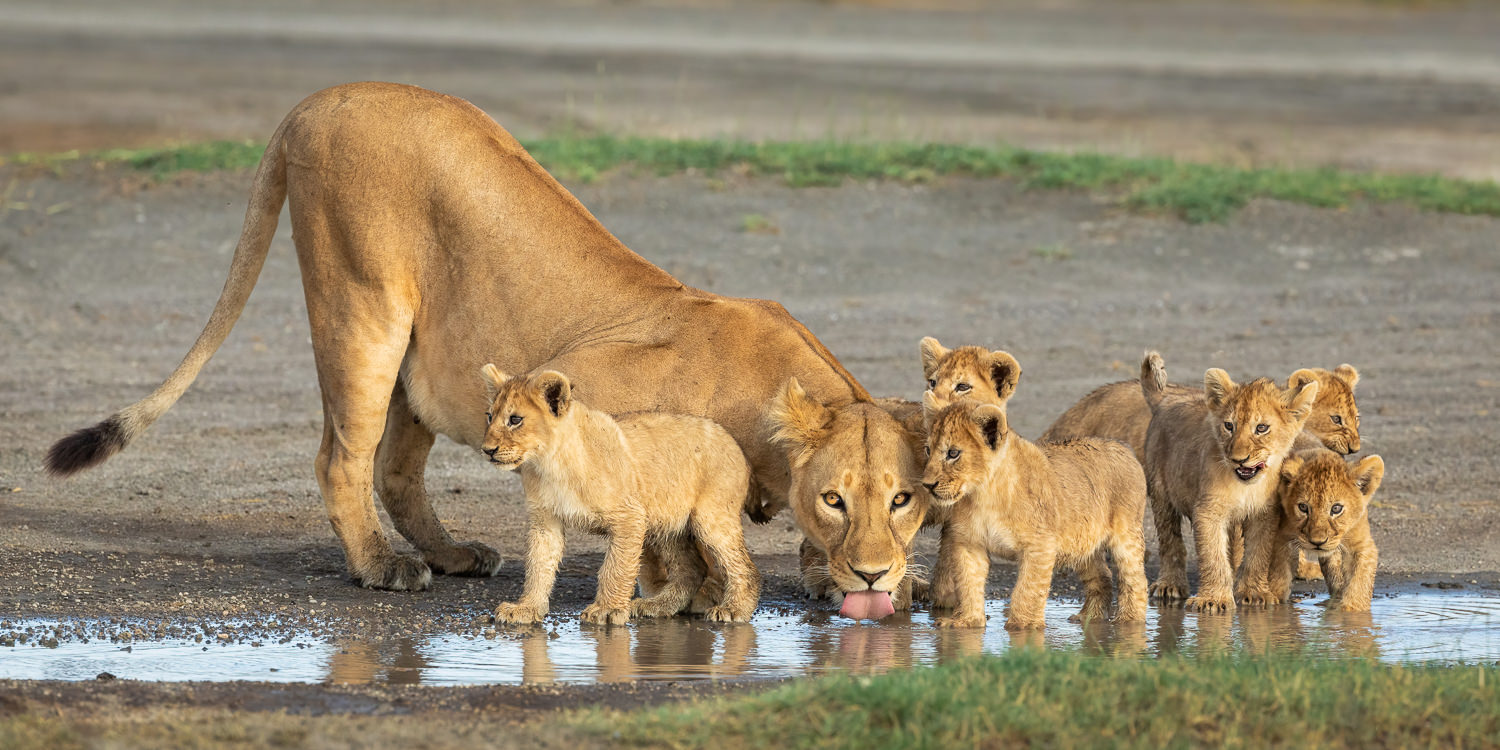 Ndutu Tanzania