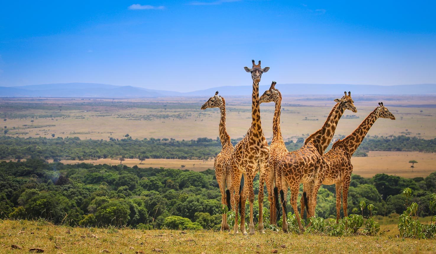 Wildlife Tanzania Safari