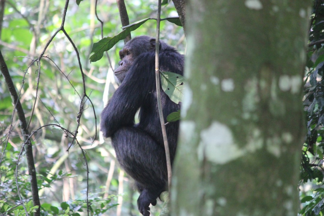 Chimp-Tracking-in-Kalinzu