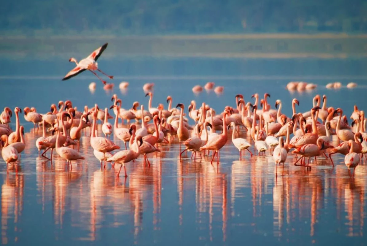 Lake Manyara Safari