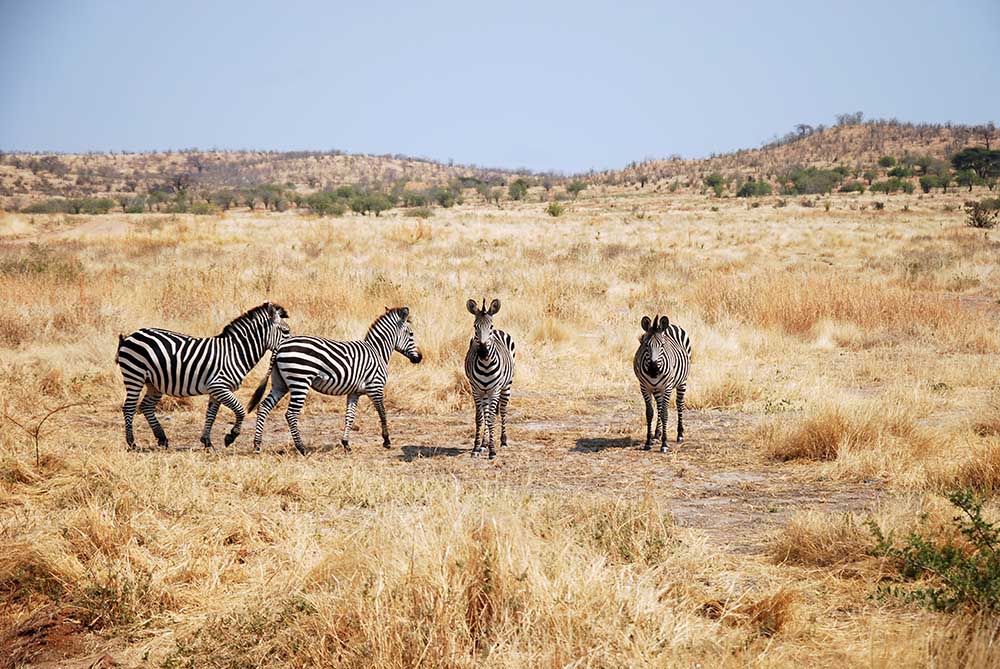 One day of safari in Tanzania - Africa - Zebras