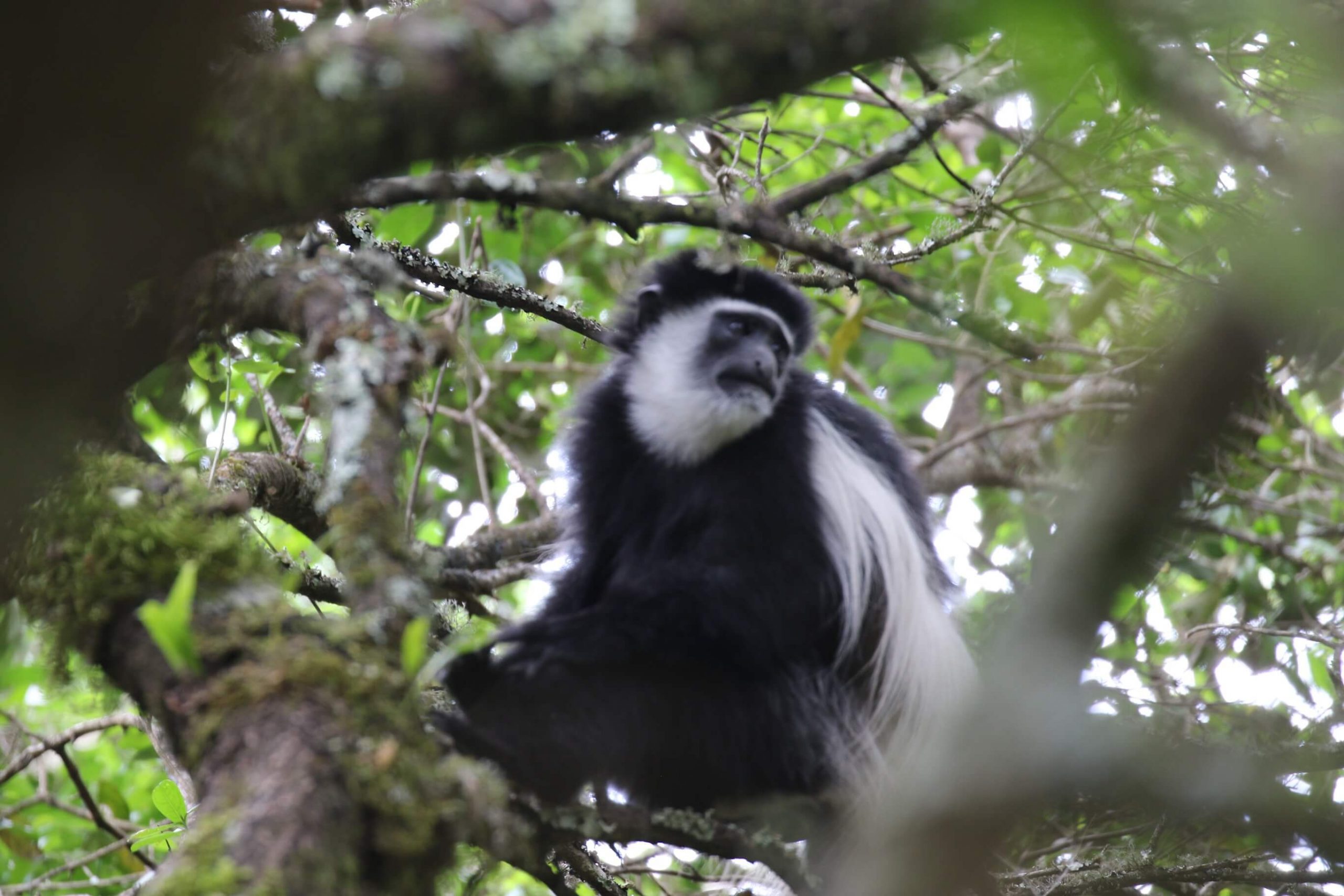 colobus