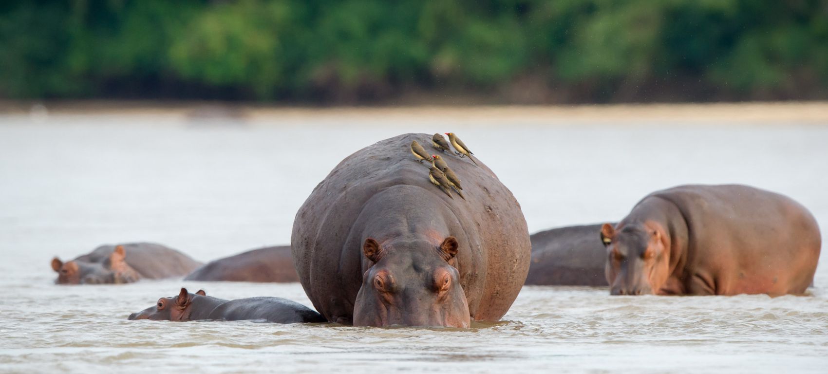 selous safari