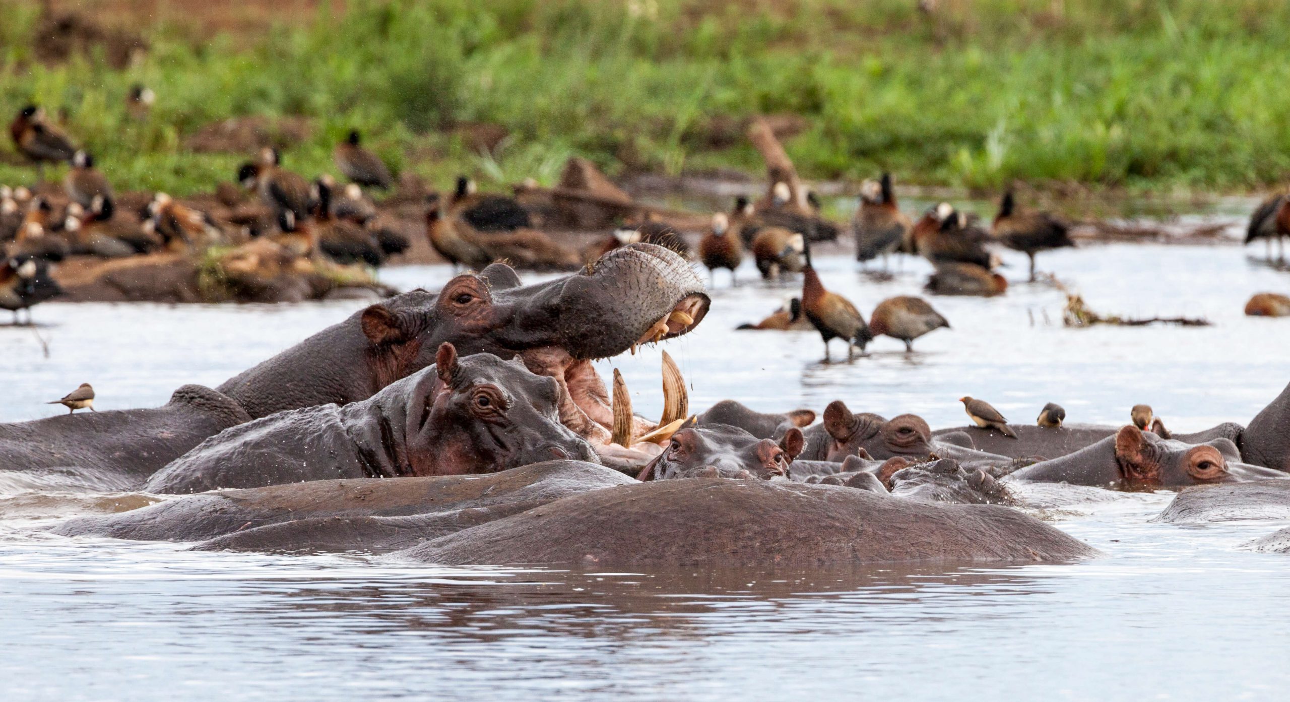 lake manyara