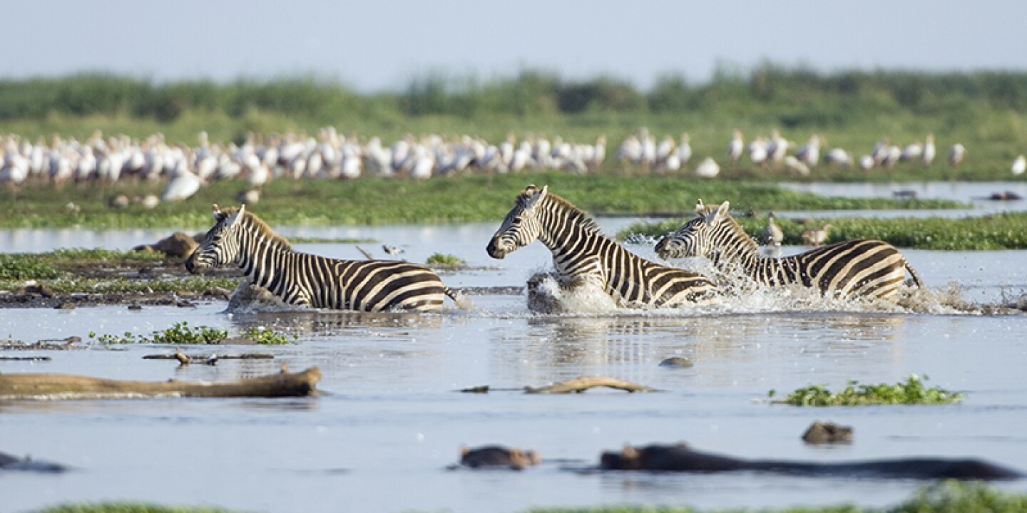 manyara