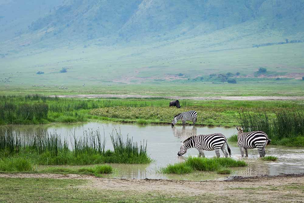 ngorongoro