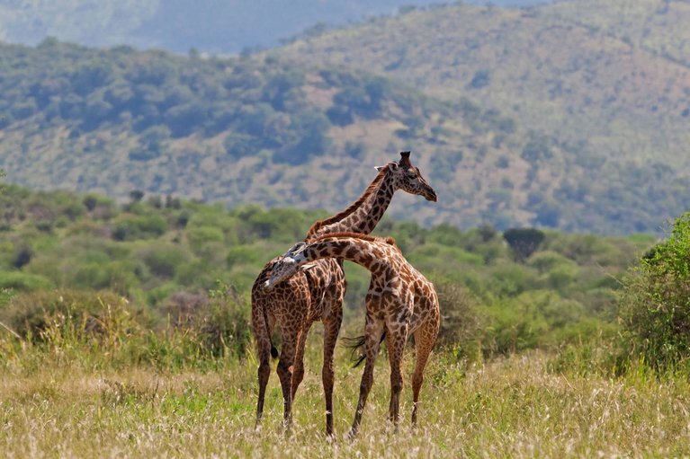 tarangire girraffe