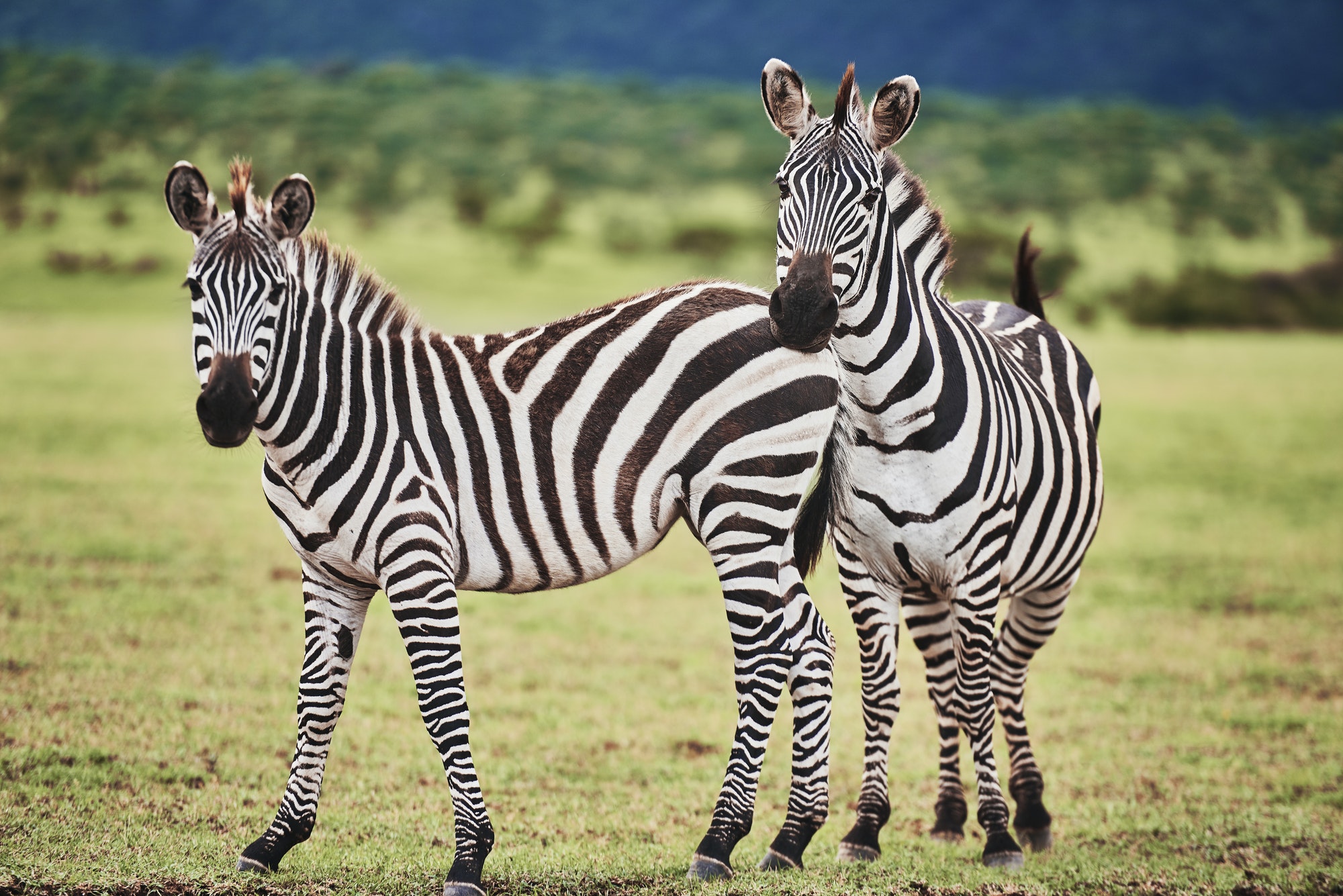 tarangire zebra