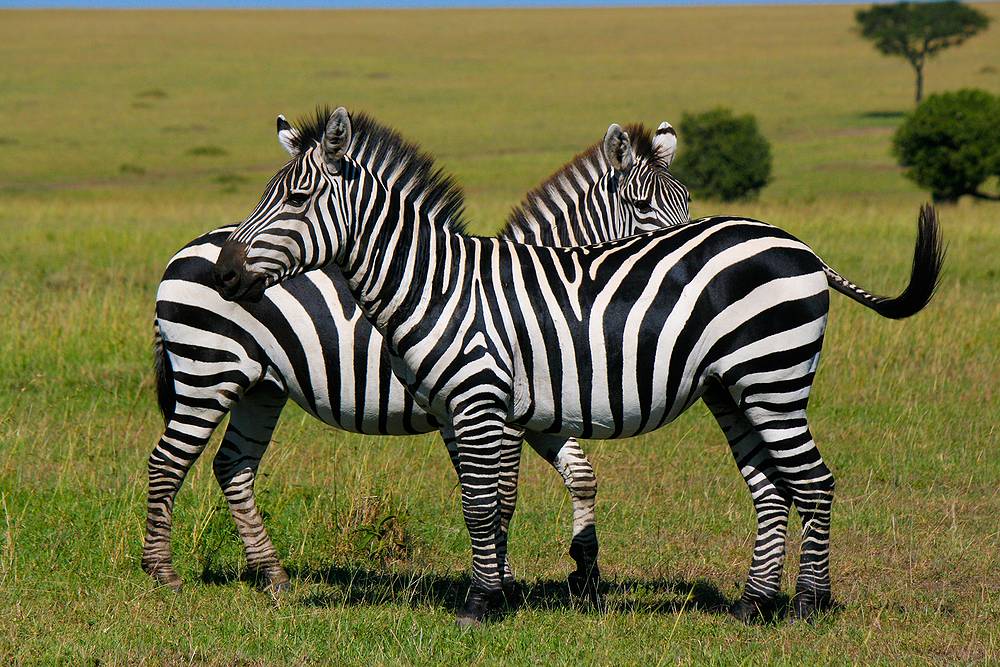 Wildlife Tanzania Safari