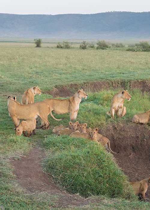 ngorongoro