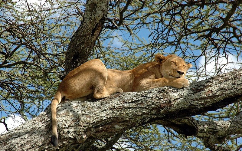 lake-manyara-21