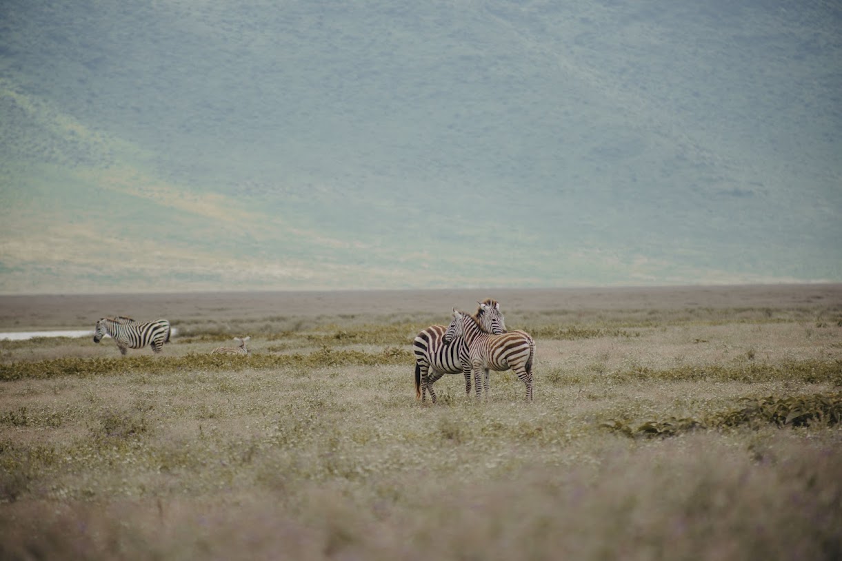 Plan Your Trip on Ngorongoro two zebra