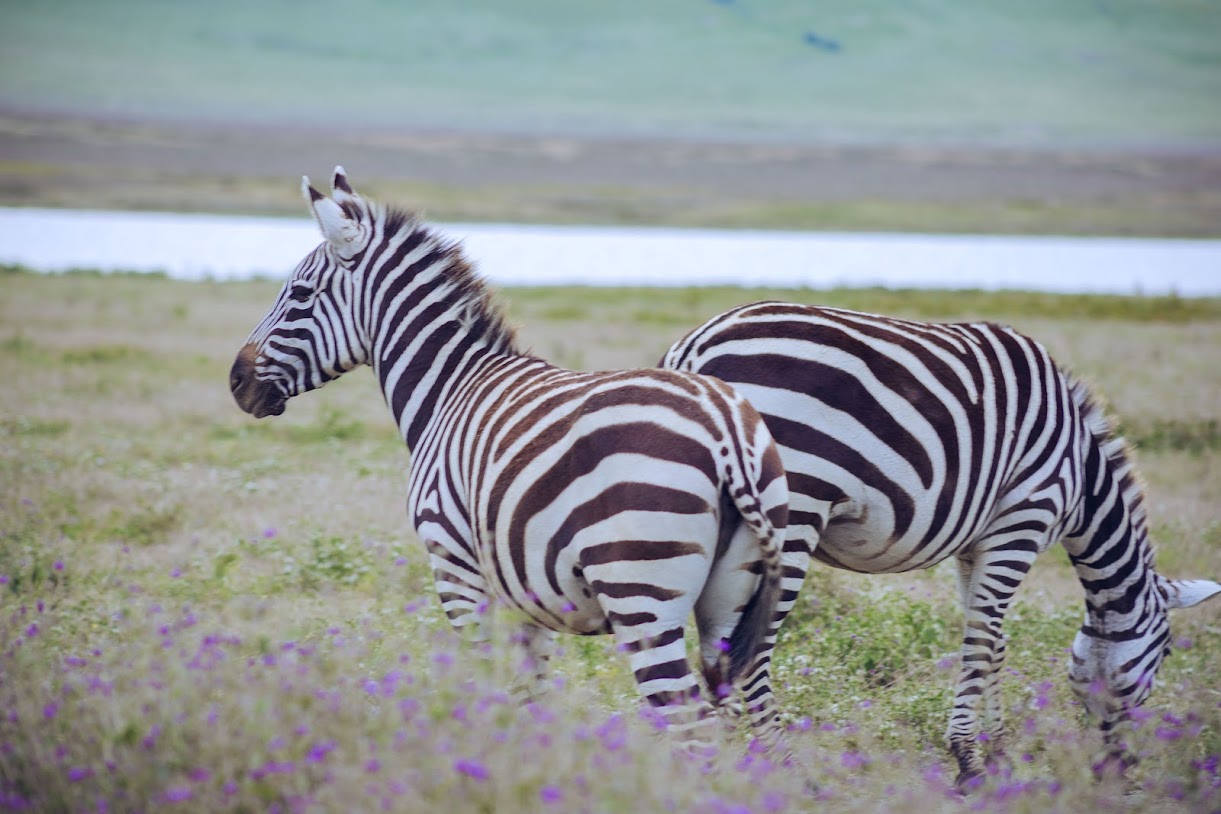 Wilderness Tanzania Safari